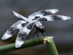 Dragonfly, Klamath River, CA