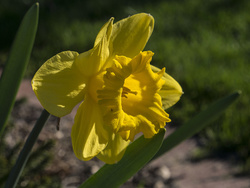 Daffodil & visitor - P5040480e
