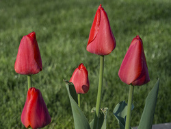 Red tulips - P5040481e