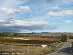 Vineyard near airport - wider view.