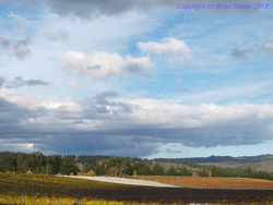 Vineyards, medium-wide view.
