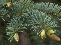 Baby pine cones #1