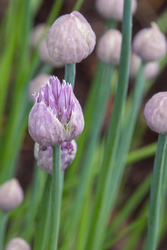 Chive blosssoms