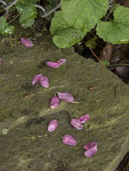 Crabapple blossoms on stone