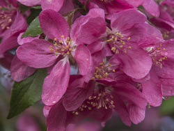 Crabapple blossoms on tree