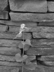 Wild flower and stone wall (B&W)