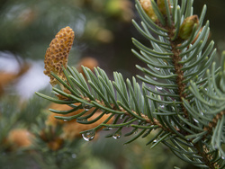 Baby pine cones #2