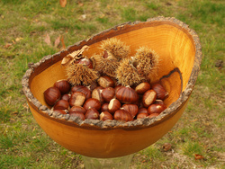 Sweet chestnuts.