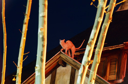 Tin Cat on a Hot Roof