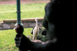 garza blanca y Poseidon conversando en el parque - [ white heron and Poseidon talking in the park ].