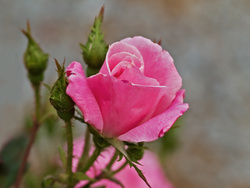 Martha's Rose