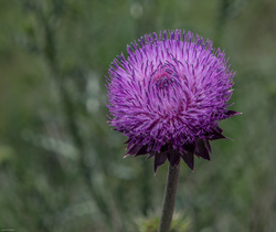 Just Thistle