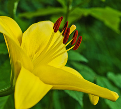 Annual Yellow Lily
