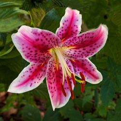 Annual-Blooming Lily