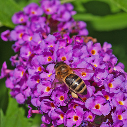 Honey Bee Laden with  Pollen