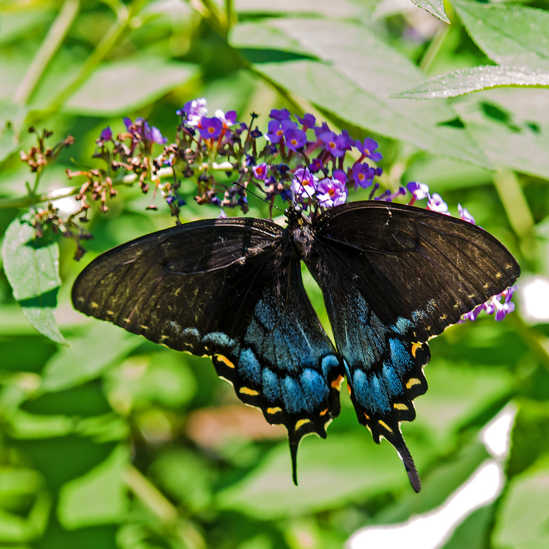 Top Side of Spicebush Swallowtail