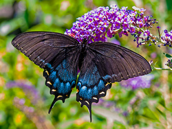 Another Spicebush Swallowtail