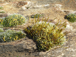 Moss on the rocks beside the crocuses
