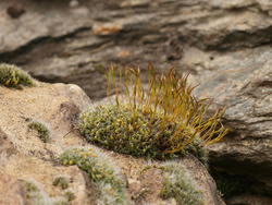Moss on the rocks beside the crocuses