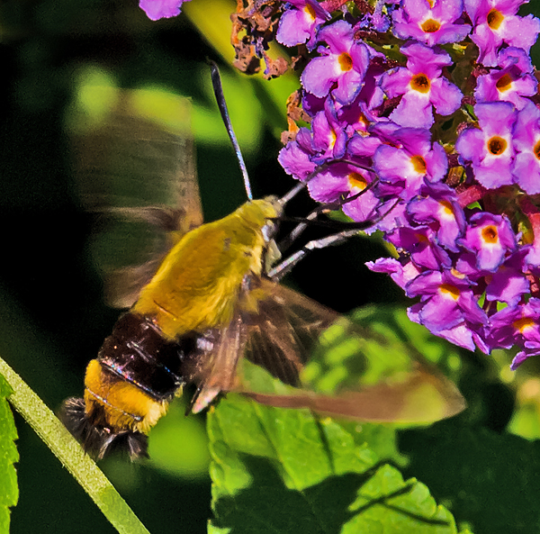 Immature Clearwing Moth