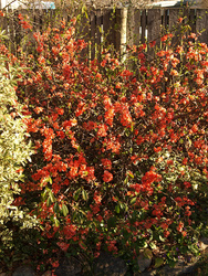 Our quince bush in bloom