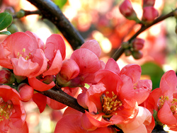 Quince bloom close-up