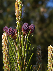 Pinus radiata female cones lying in wait