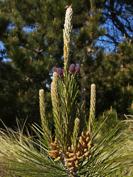 Pinus radiata,  young cones