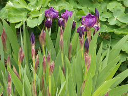 Irises with Zuiko 135 on E3