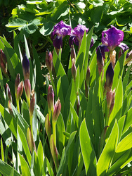 Irises with DZ 14-54 on E-3