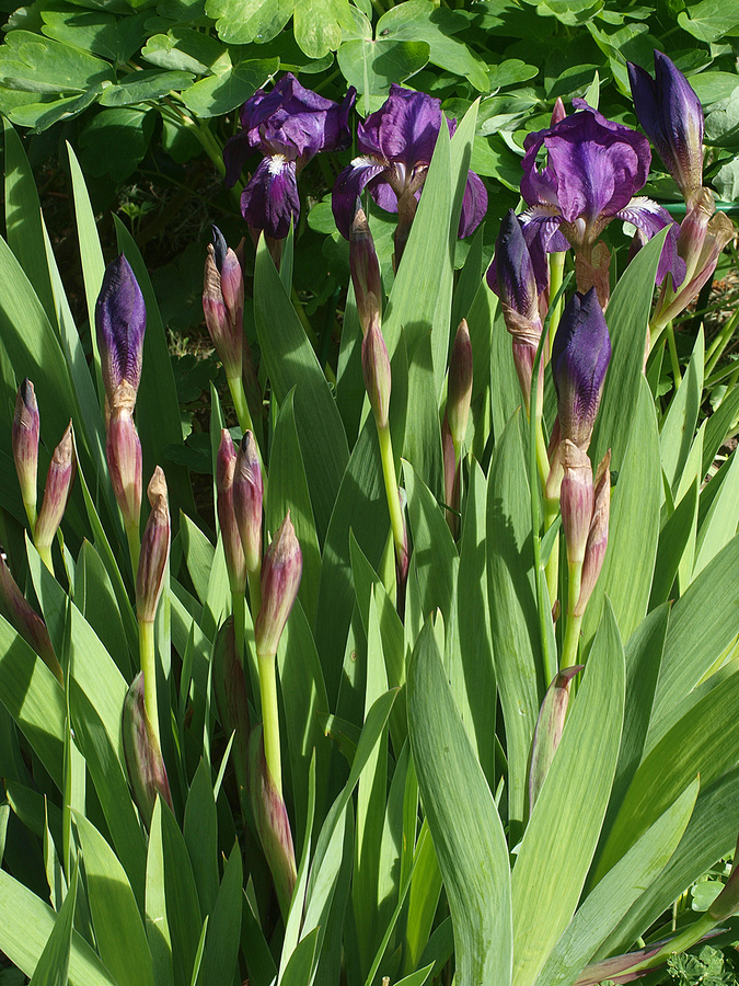 Irises with Zuiko 35-70 on E-3
