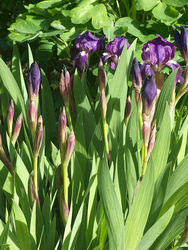 Irises with Zuiko 85/2 on E-3