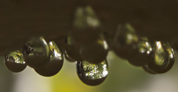 Close Up Droplets