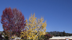 Fall color in Berkeley